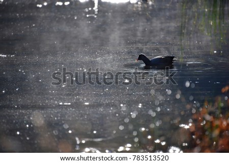 Duck at Royal National Park, New South Wales, Australia