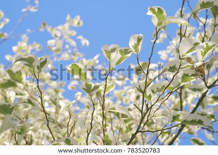 Beautiful white-green leafy trees with the sky as the background.