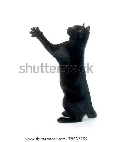 Cute black cat playing and jumping on white background