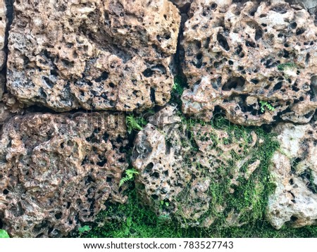 An historic coral wall in Lahaina, Maui shows the textures of rough coral and tiny green plants growing between the blocks of coral.