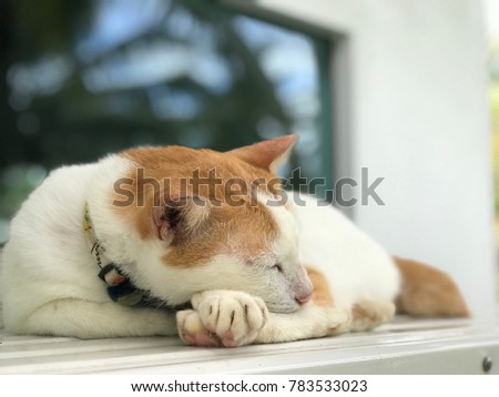 White and brown cat sleeping on the table