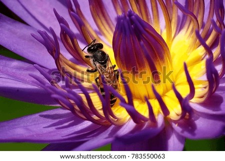 Honey Bee collecting nectar from blooming purple lotus flower closeup 
