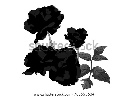 black rose illustration