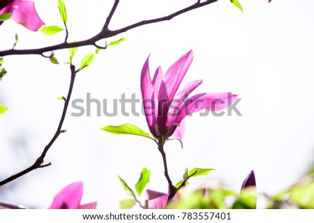 Beautiful pink Magnolia flower.