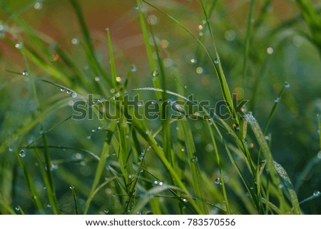 Nature background of dew drops on grass in morning light