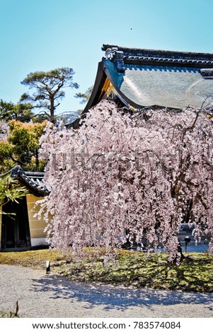 blooming cherry tree in japanese heritage garden, japanese zen garden