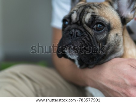 Held french bulldog held in arm looking straight on