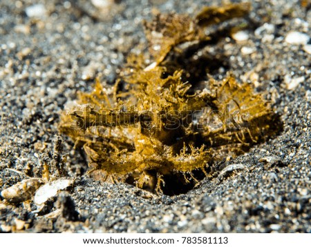 Scorpionfish in Lembeh