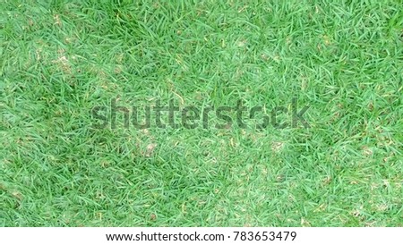 Grass texture topview 