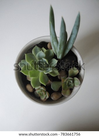 Succulents in a marble pot