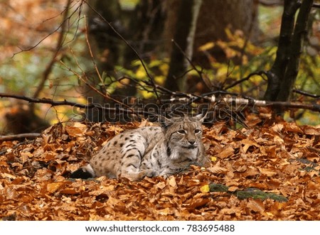 picture Eurasian lynx in autumn forest