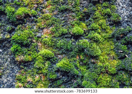 dark Green and yellow moss  on an old stone wall,Moss usually grows among trees or damp wall areas under large shade trees,lichen for texture background with copy space.