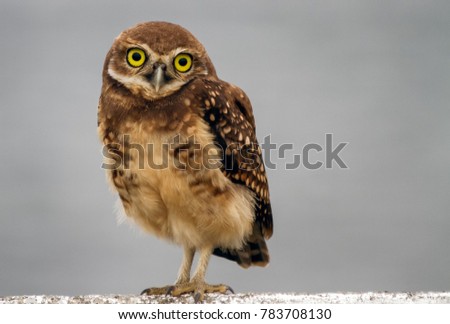 The big, yellowish eyes of luck owl. Burrowing Owl. Athene cunicularia.