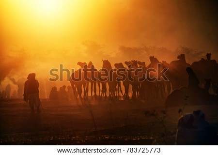 Pushkar. Rajasthan. India - November 25, 2014 : Silhouette of Camels against Golden light of the Sunrise at Pushkar Camel Fair (Pushkar Mela)