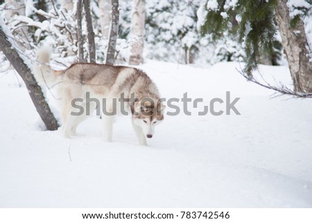 Red husky dog digs the snow. winter snow-covered forest