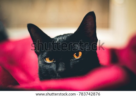 The black cat with yellow eyes on red cloth
 