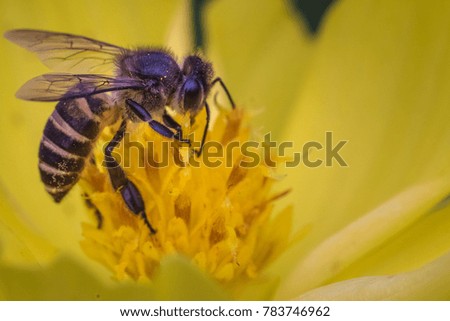 Bee collect pollen in yellow flower side view