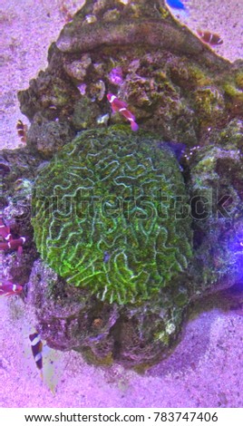 Picture of  coral brain
