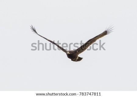 Greater Spotted Eagle,  soaring over the rice field searching for rat in Thailand