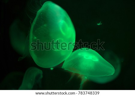 Jellyfishes on Dark Deep Sea