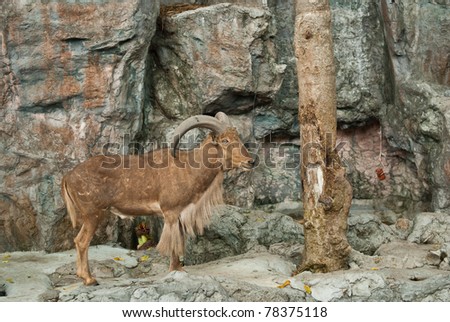 brown mountain goat on stone background