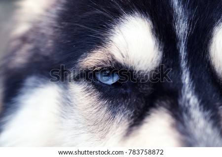 Close up of Siberian Husky with blue eye looking dangerous
