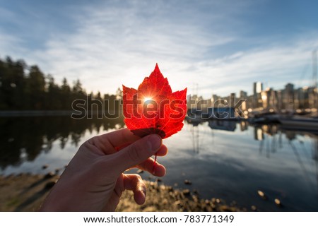 A sun beam through a leaf overlooking vancouver's coal harbour