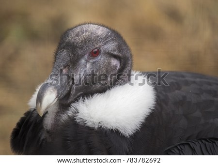 Andean Condor (Vultur gryphus) spotted outdoors in the wild