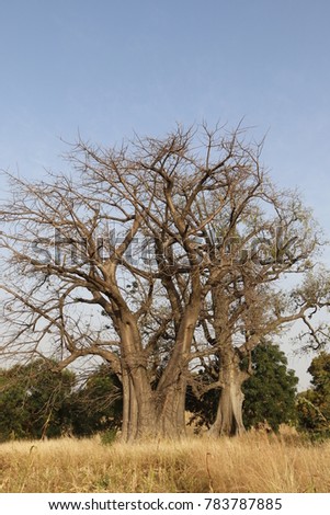 Baobab tree in Tata Somba land North Benin