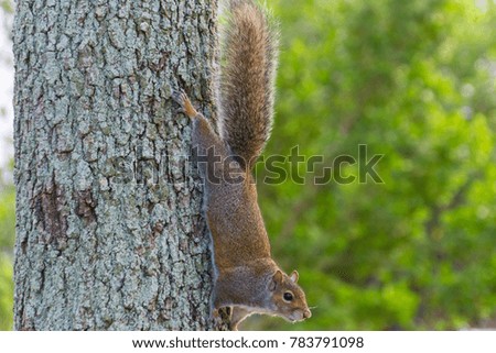 USA, Florida, Brown squirrel climbing down a tree trunk upside down on the right side