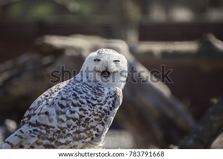 Snowy Owl (Bubo scandiacus) spotted outdoors in the wild