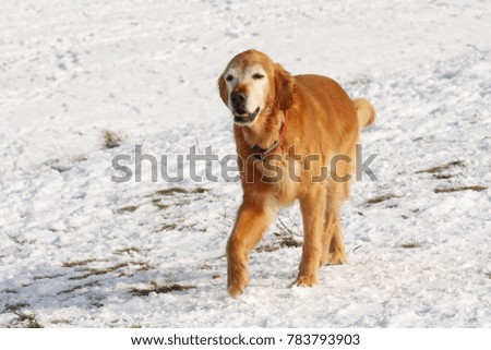 older golden retriever walking on snow