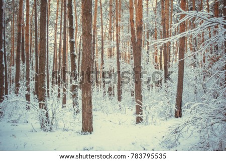 Tree pine spruce in magic forest winter with falling snow. Snow forest. Christmas Winter New Year background trembling scenery.
