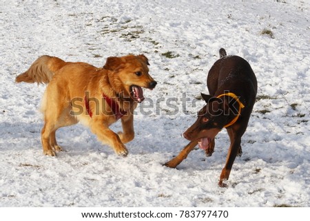 golden retriever wrestling with a doberman pinscher on snow