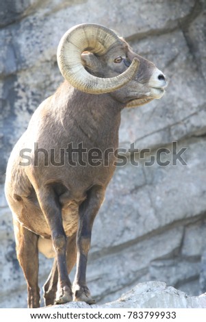 Upright pictures of a majestic bighorn