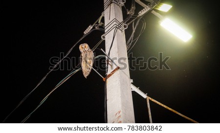 Owl on a pole with wires