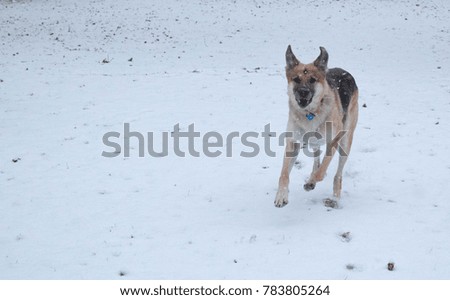 German Shepherd Running