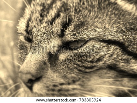 Profile portrait of a cat, sepia