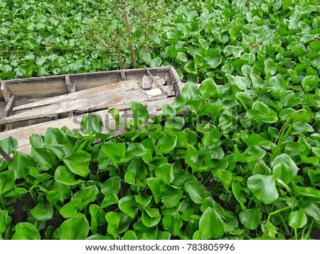 The boat was surrounded by hyacinth