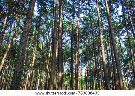 Groups and rows of pine trees in the natural forest of the northern Thailand Royalty-Free Stock Photo #783808435