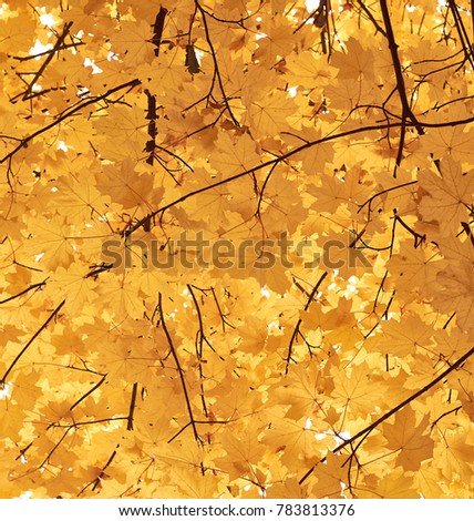 golden autumn leaves on tree