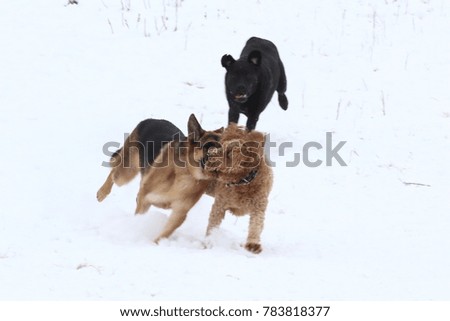 German shepherd racing a labradoodle in snow