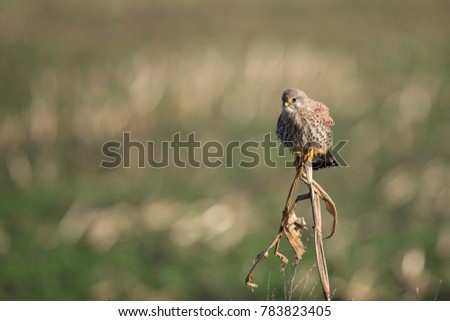 Common kestrel on a corn stalk searching for prey, torenvalk, falco tinnunculus 