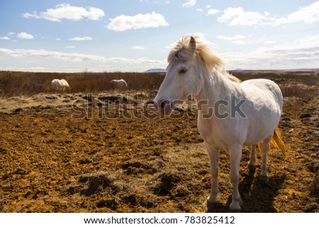Beautiful backlit white Icelandic horse with wind-blown mane standing in field staring with other horses feeding in soft focus background