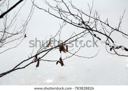 
snow photos and background