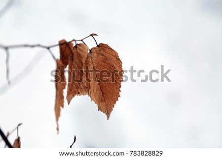 
snow photos and background