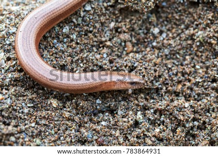 blindworm on a rock in nature, note shallow depth of field