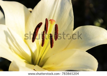 Very beautiful white lily. Floral theme. Concept for amazing greeting card for valentine or birthday