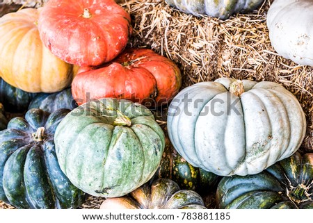 Macro closeup of small yellow colorful, multicolored decorative carving pumpkin squash on dry dried hay stack display by store
