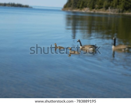 A small goose family swimming by on lake superior